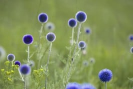 Paradiesgaerten Berlin