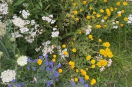 Paradiesgaerten Berlin